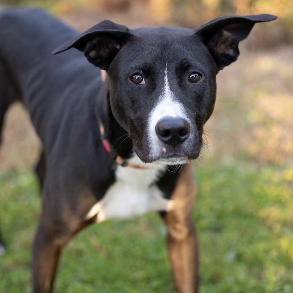 Enlarge Peter - 25129, a Adoptable mixed breed in Armonk, NY image 5/6