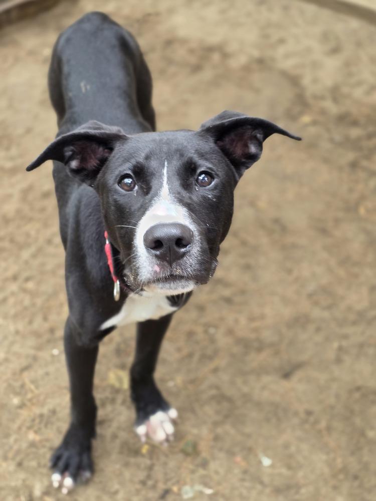 Peter - 25129, Adoptable, Puppy Male Labrador Retriever.