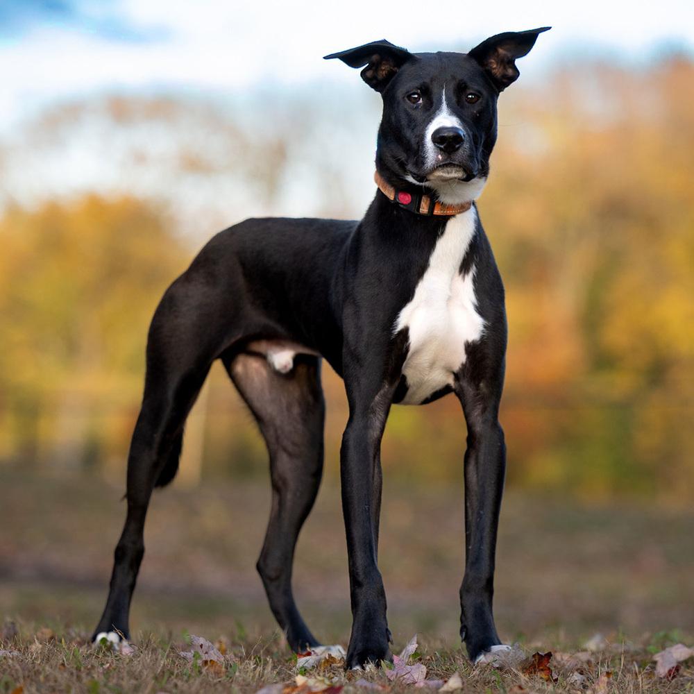 Enlarge Peter - 25129, a Adoptable mixed breed in Armonk, NY image 6/6