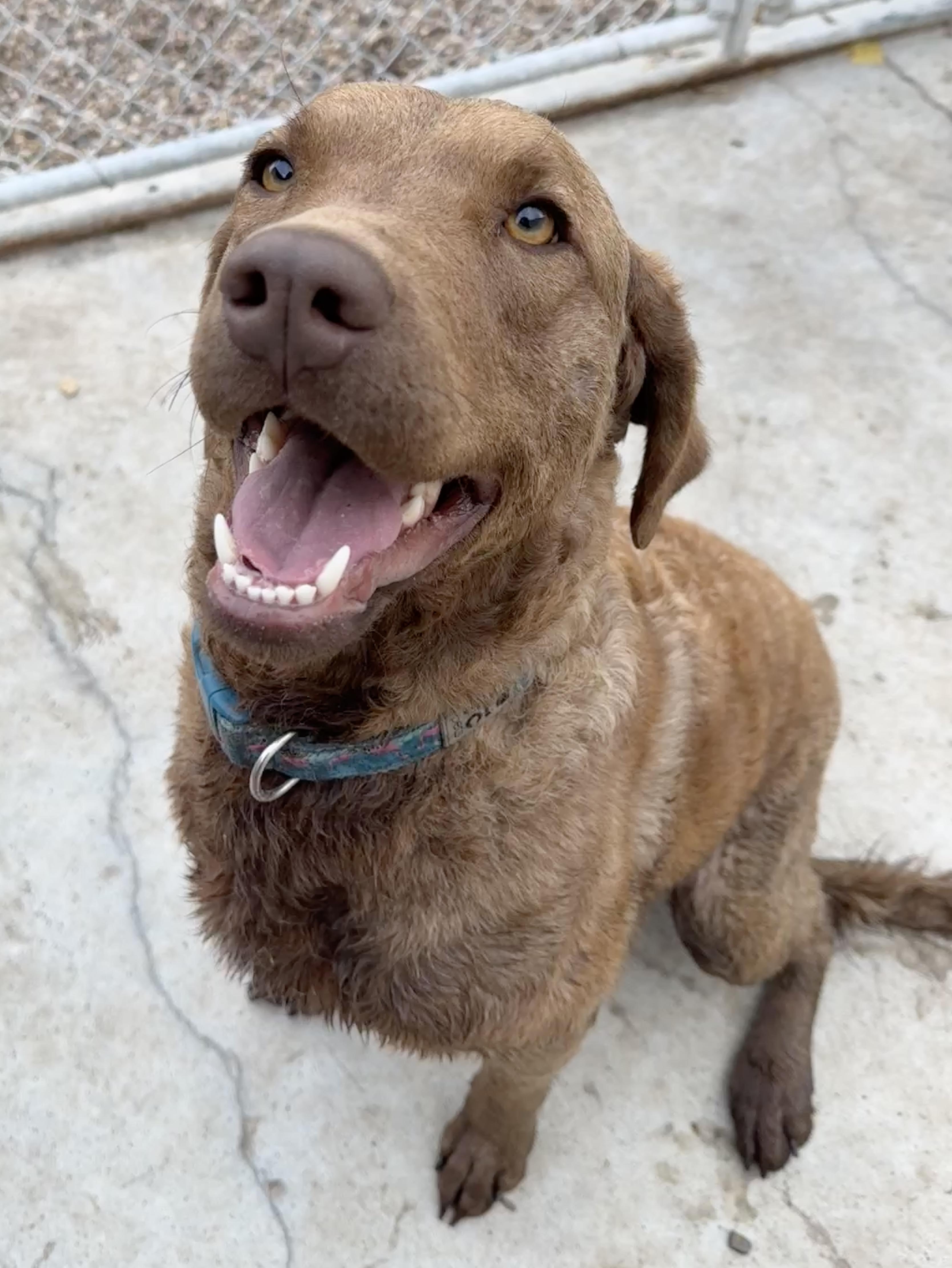 Maggie, an adoptable Chesapeake Bay Retriever in Meadow Lake, SK, S9X 1Y7 | Photo Image 1