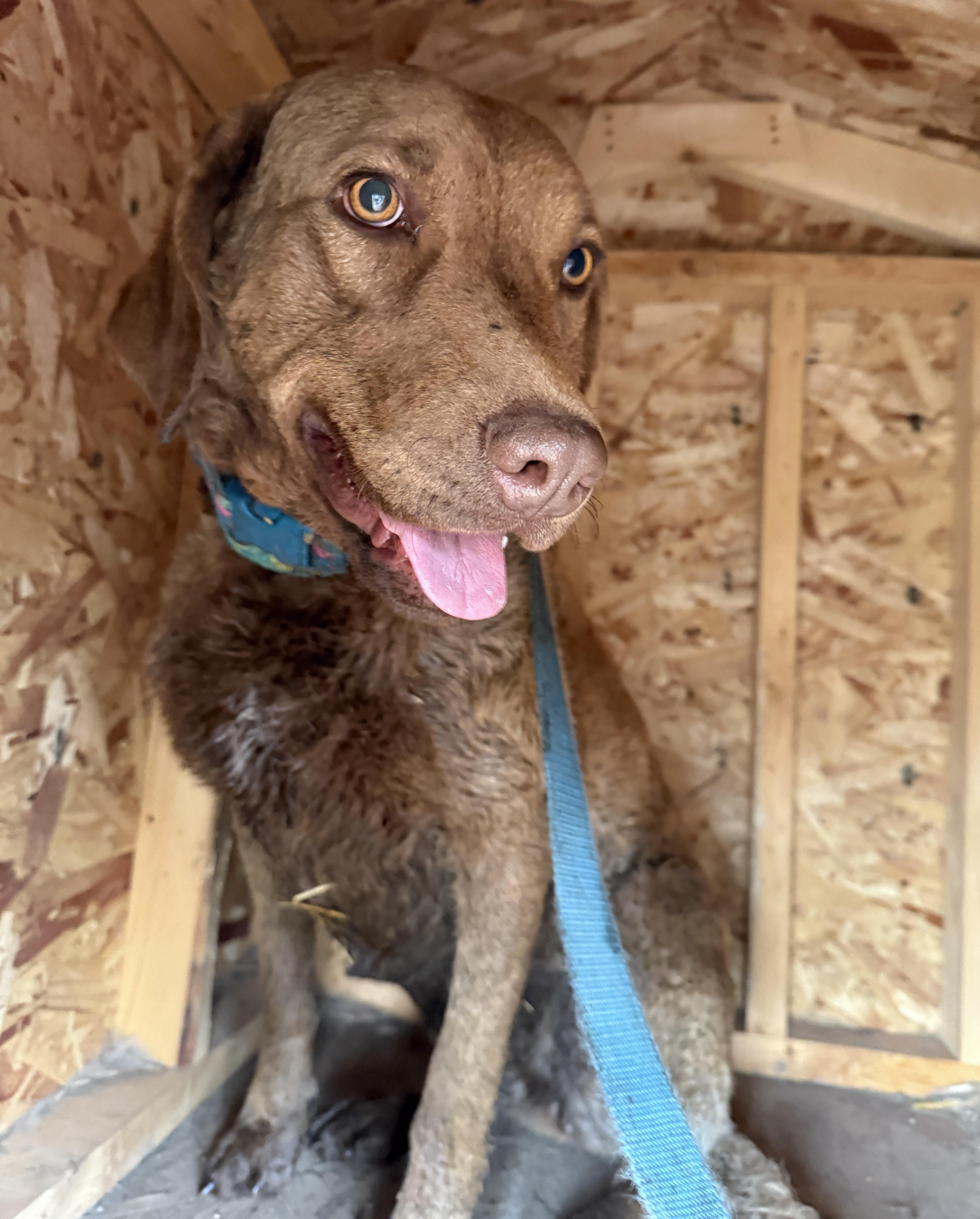 Maggie, an adoptable Chesapeake Bay Retriever in Meadow Lake, SK, S9X 1Y7 | Photo Image 4