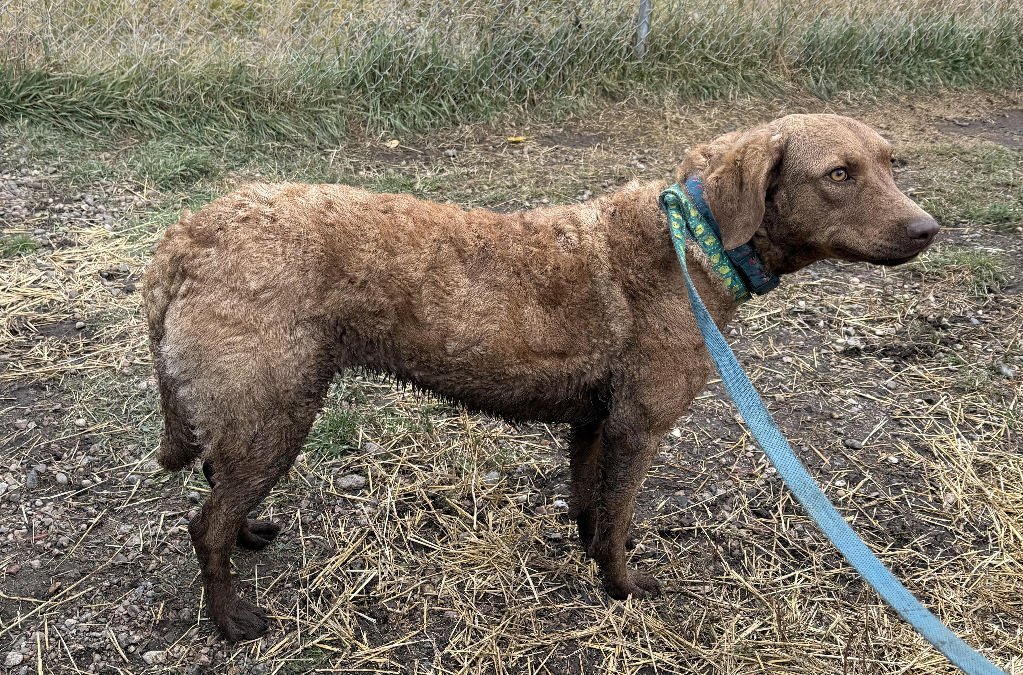Maggie, an adoptable Chesapeake Bay Retriever in Meadow Lake, SK, S9X 1Y7 | Photo Image 3