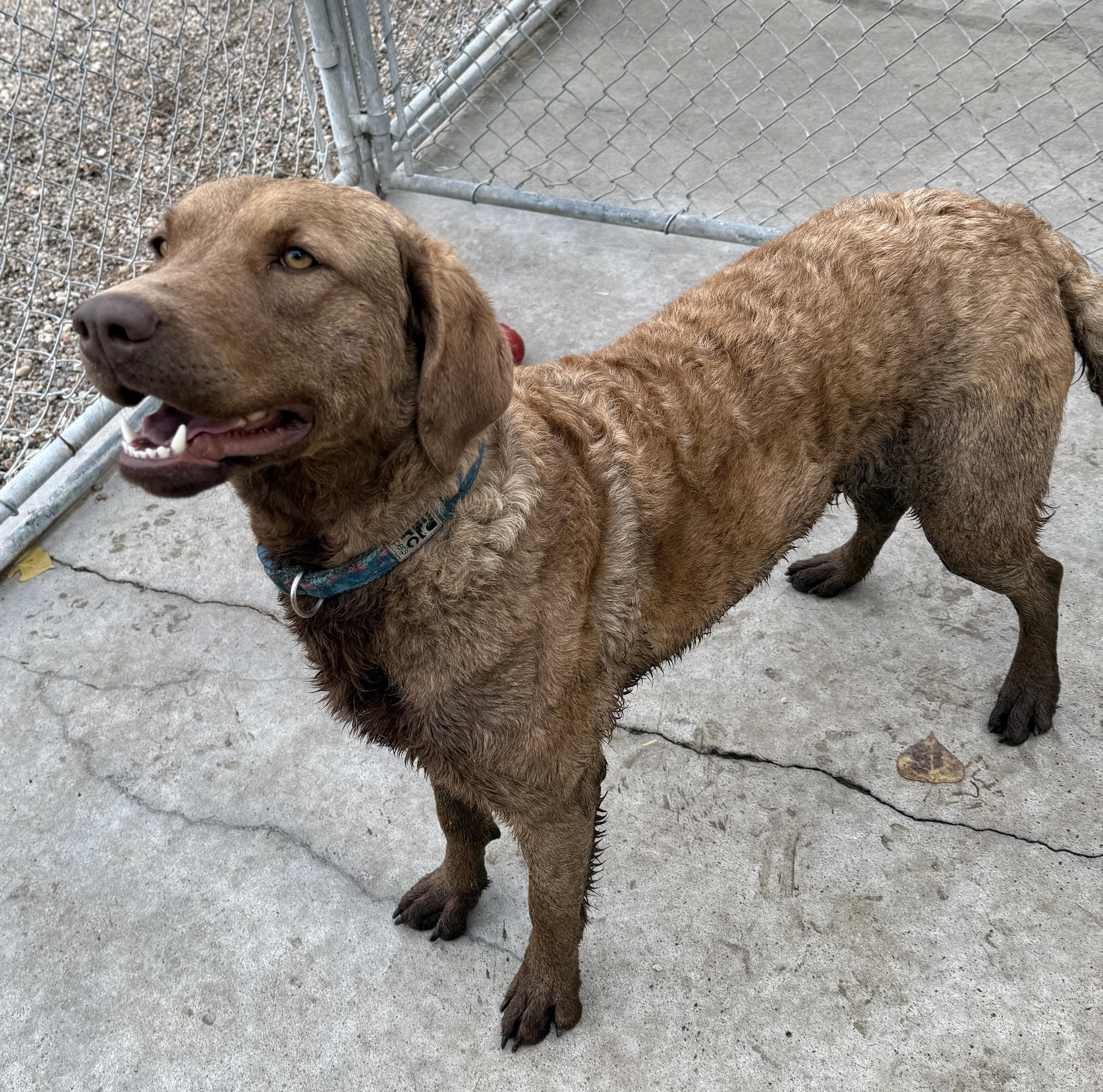 Maggie, an adoptable Chesapeake Bay Retriever in Meadow Lake, SK, S9X 1Y7 | Photo Image 5