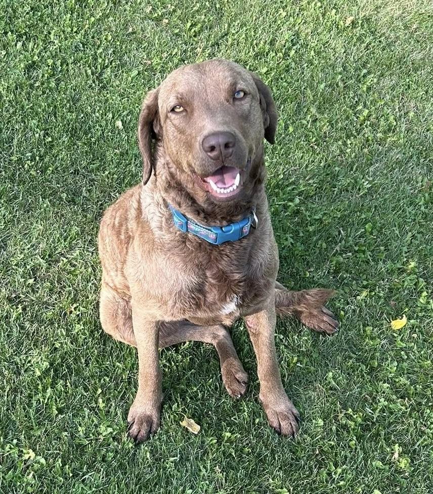 Maggie, an adoptable Chesapeake Bay Retriever in Meadow Lake, SK, S9X 1Y7 | Photo Image 2