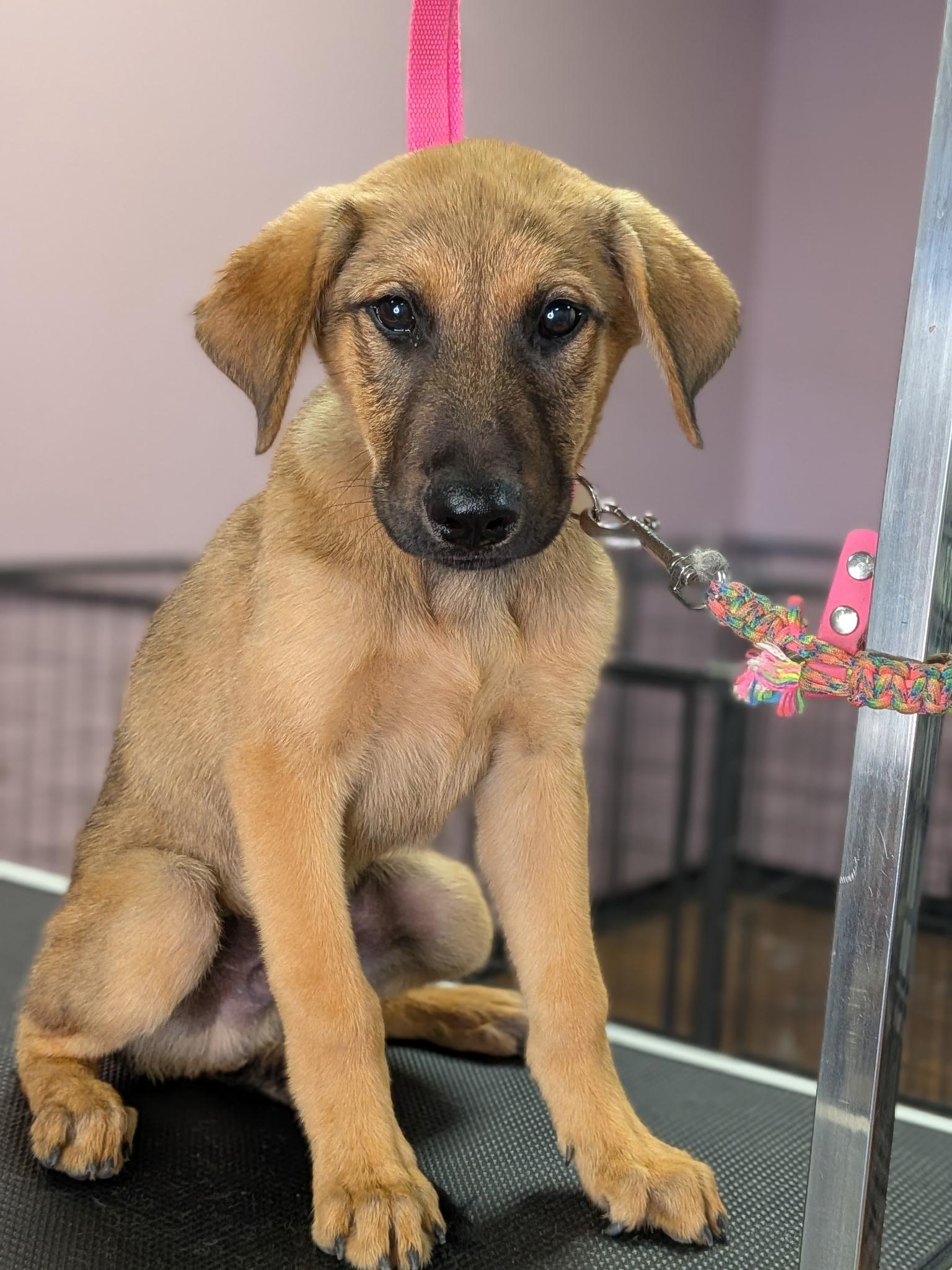 Enlarge Baby Tanner, a ADOPTABLE mixed breed in Van Nuys, CA image 2/3