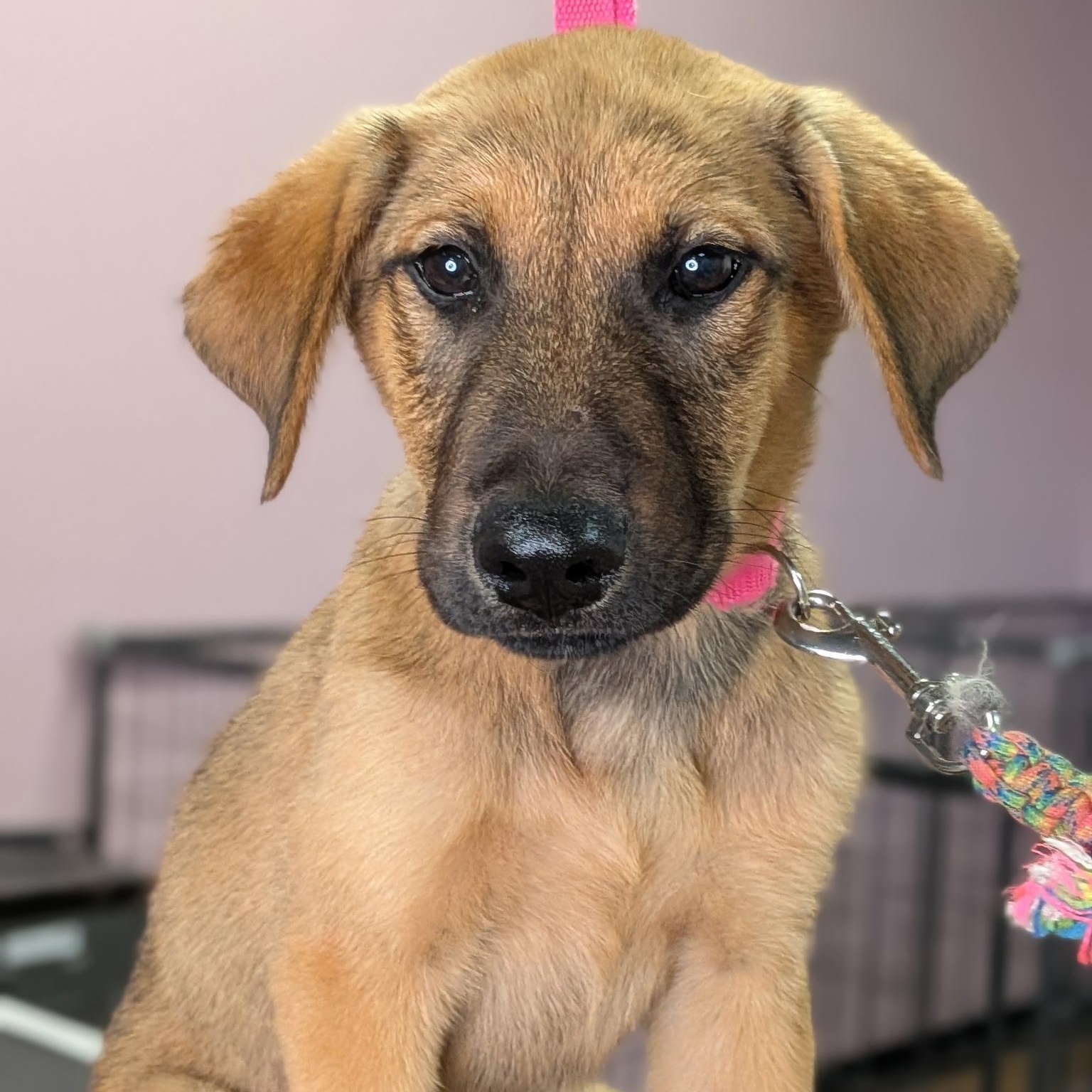 Enlarge Baby Tanner, a ADOPTABLE mixed breed in Van Nuys, CA image 1/3