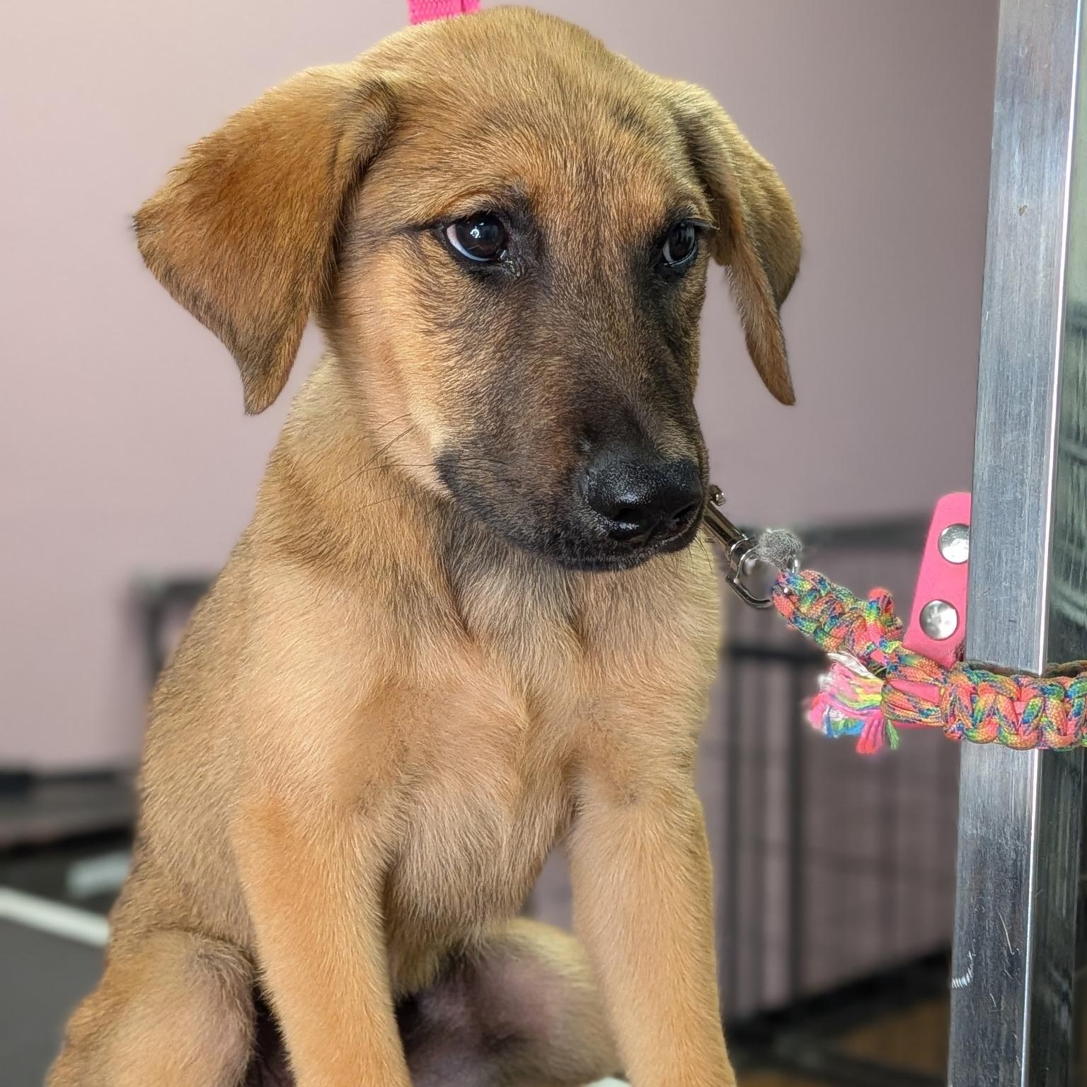 Enlarge Baby Tanner, a ADOPTABLE mixed breed in Van Nuys, CA image 3/3