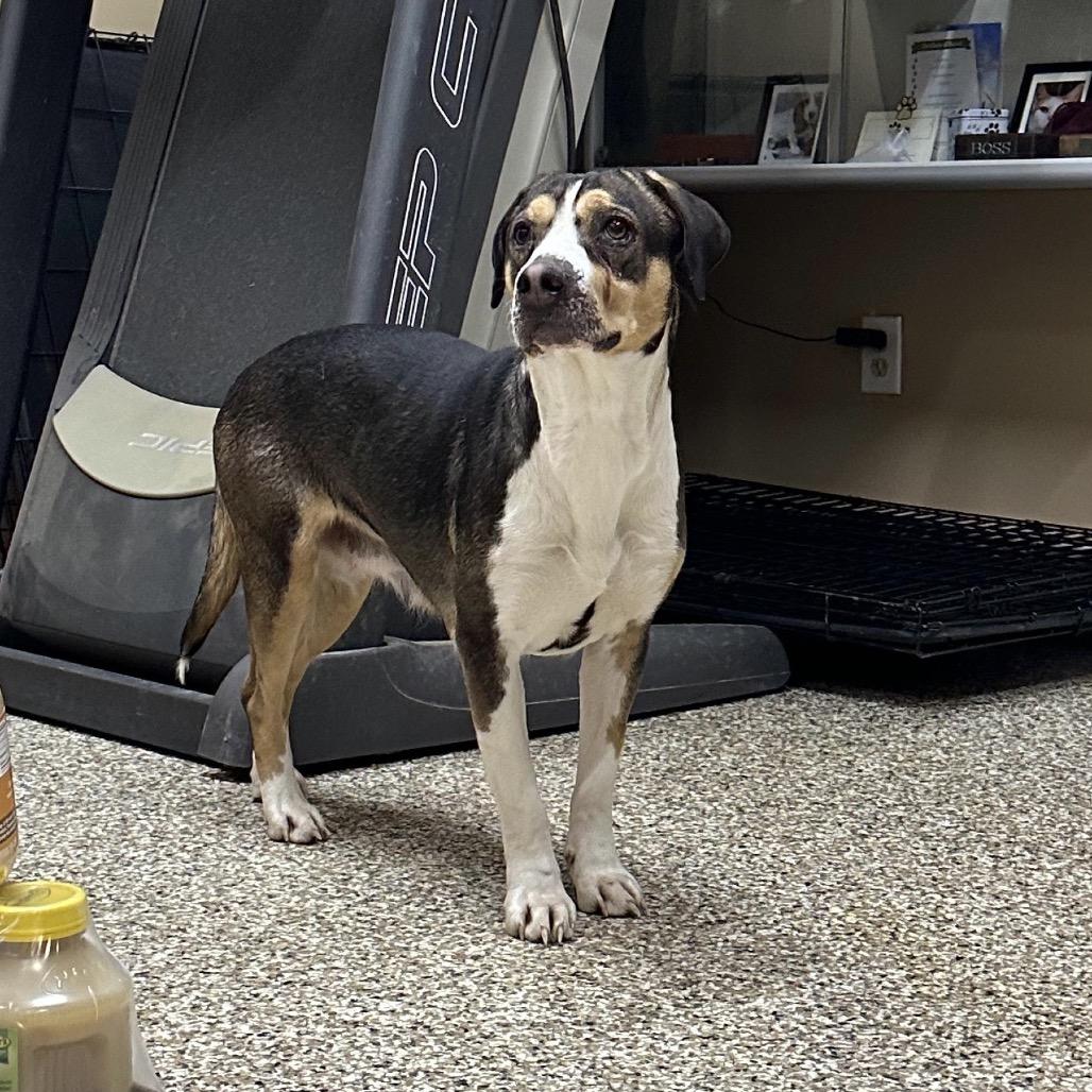 Beignet, Adoptable, Adult Female Catahoula Leopard Dog & Beagle.
