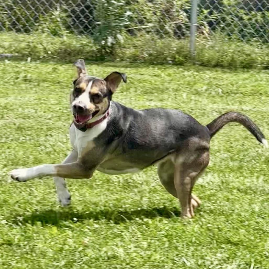 Enlarge Beignet, a Adoptable mixed breed in Tipton, IN image 3/6