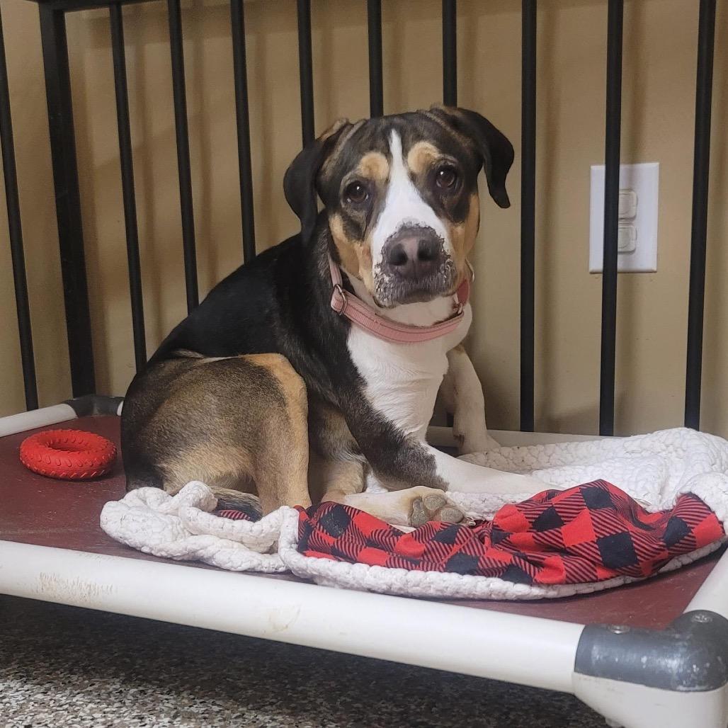 Enlarge Beignet, a Adoptable mixed breed in Tipton, IN image 4/6