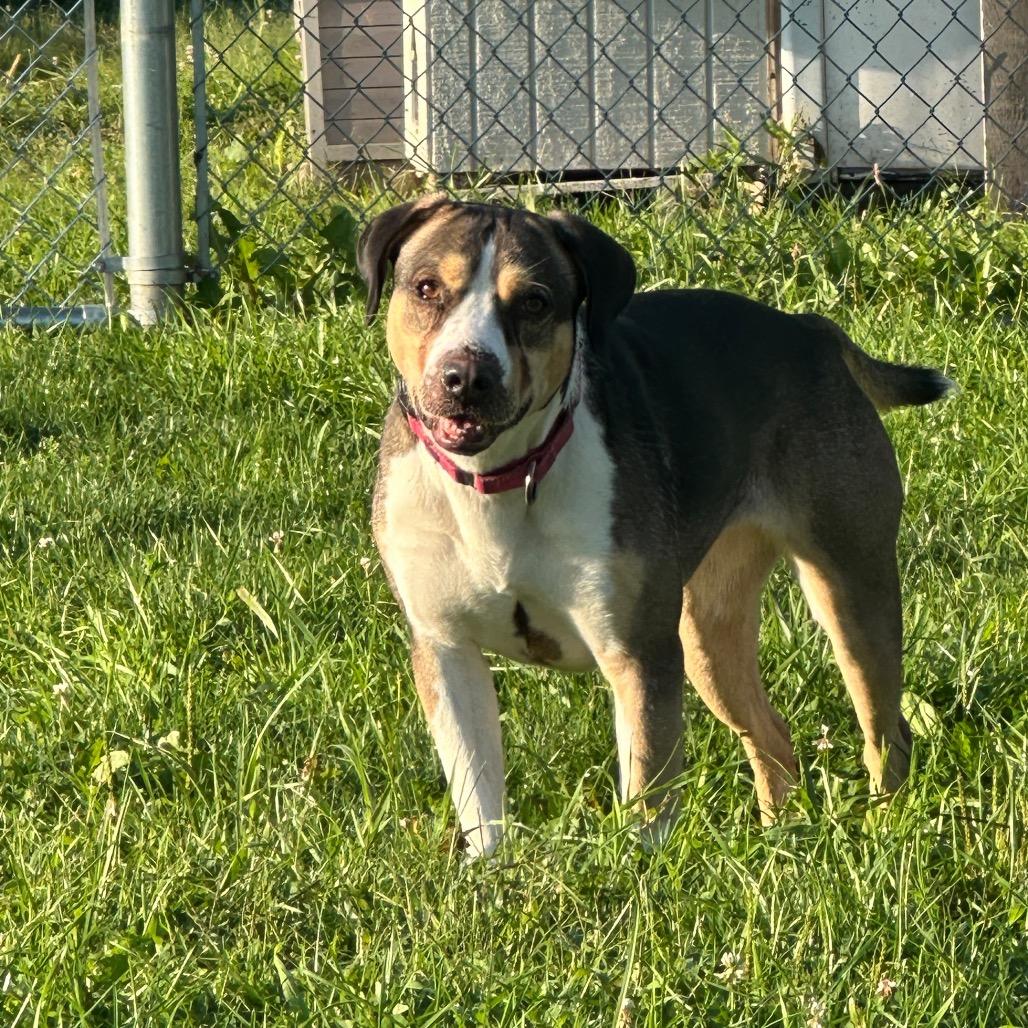 Enlarge Beignet, a Adoptable mixed breed in Tipton, IN image 5/6