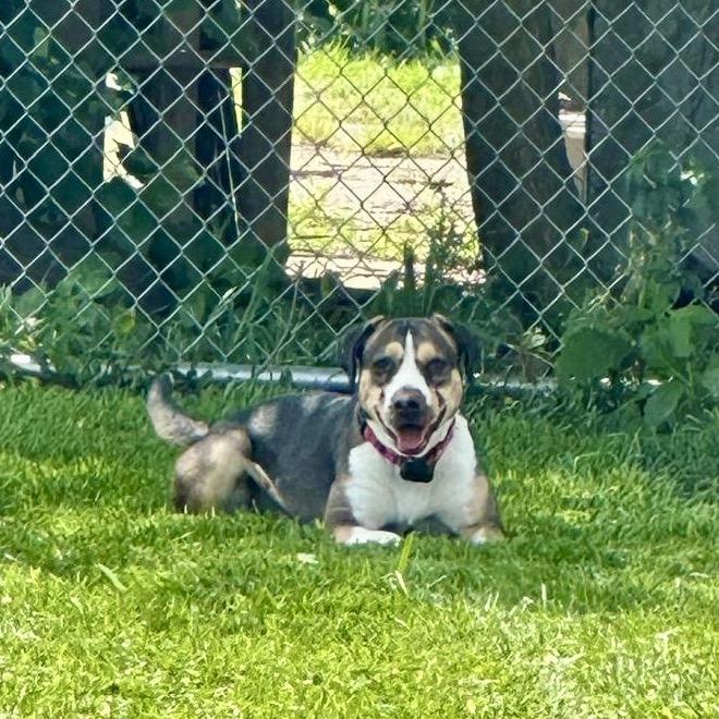 Enlarge Beignet, a Adoptable mixed breed in Tipton, IN image 6/6