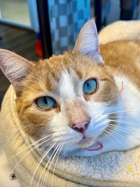 Enlarge Odysseus, a Adoptable Domestic Short Hair in Webster, WI image 1/3