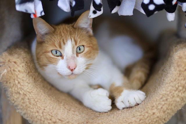 Enlarge Odysseus, a Adoptable Domestic Short Hair in Webster, WI image 2/3