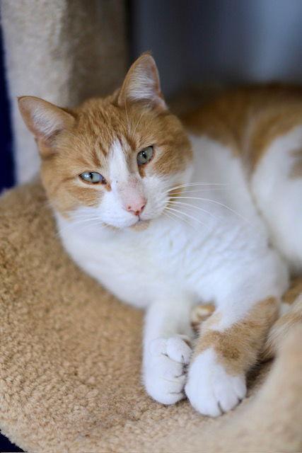 Enlarge Odysseus, a Adoptable Domestic Short Hair in Webster, WI image 3/3