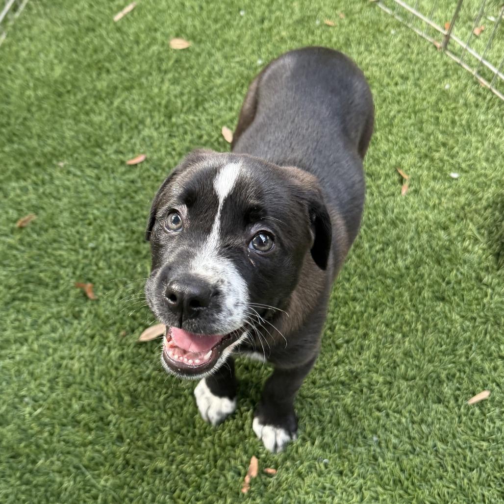 Luna — thumbnail 2