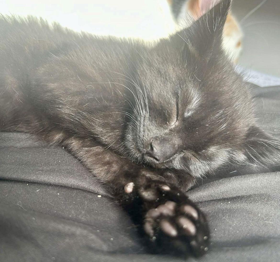 SCARF, Adoptable, Kitten Female Tabby & Domestic Medium Hair.