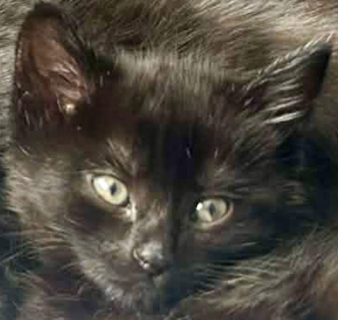 Enlarge SCARF, a Adoptable mixed breed in Minesing, ON image 2/3