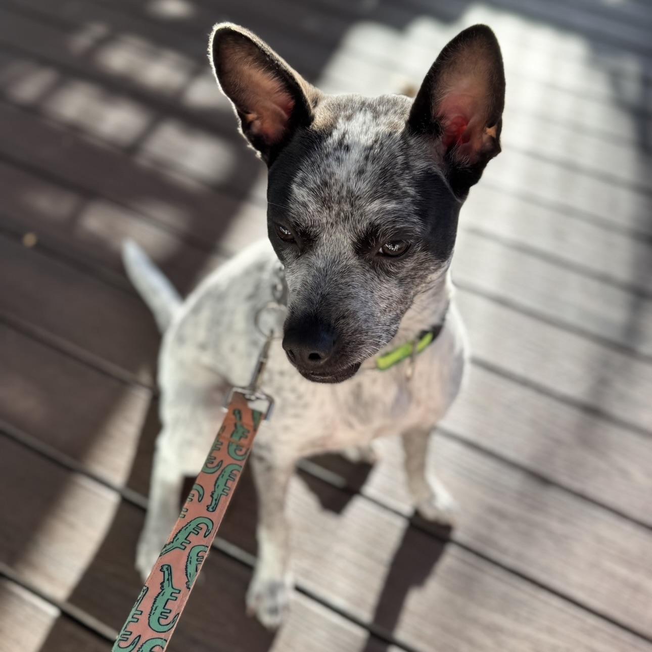 Enlarge Brisbane, a Adoptable mixed breed in NASHUA, NH image 2/6