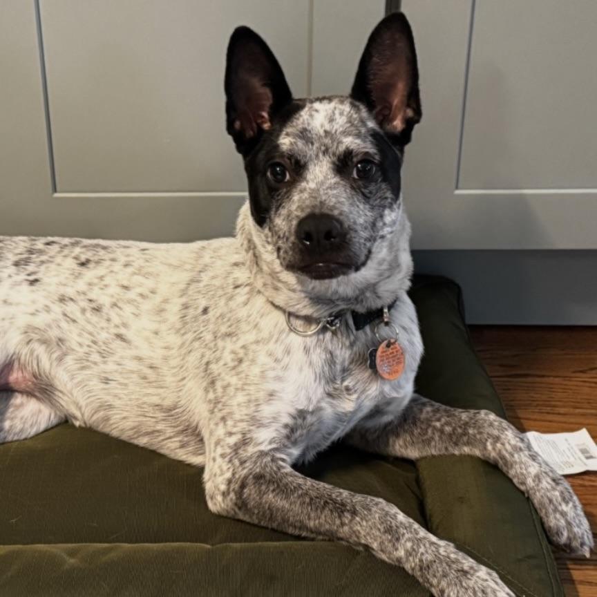 Enlarge Brisbane, a Adoptable mixed breed in NASHUA, NH image 3/6
