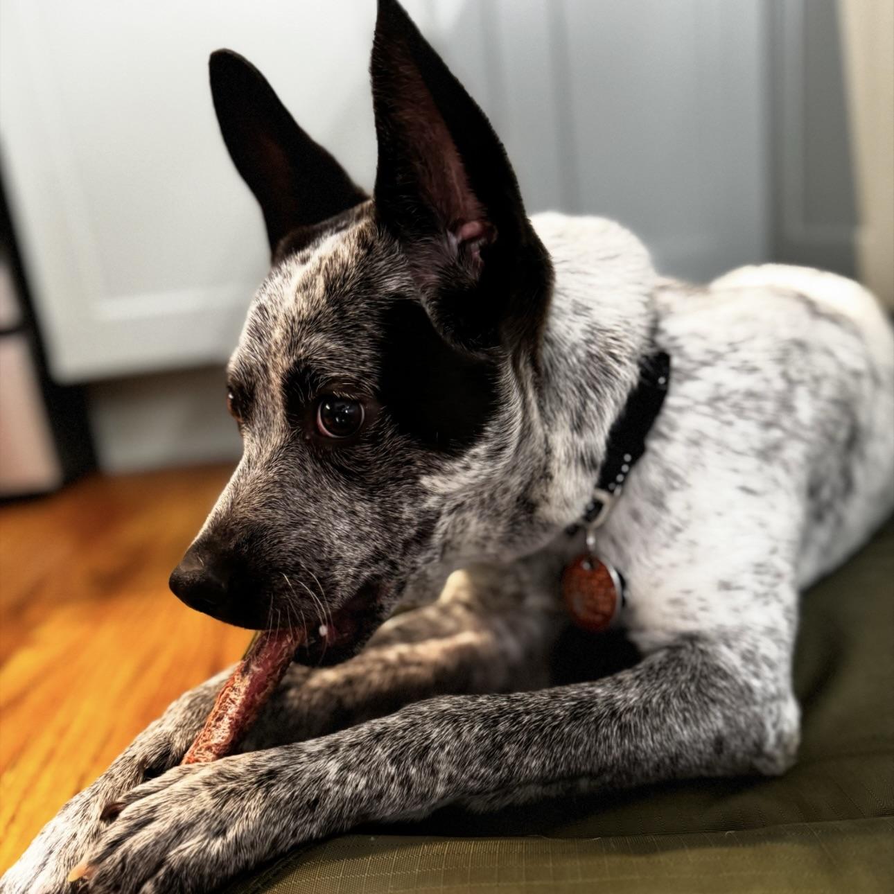 Enlarge Brisbane, a Adoptable mixed breed in NASHUA, NH image 4/6