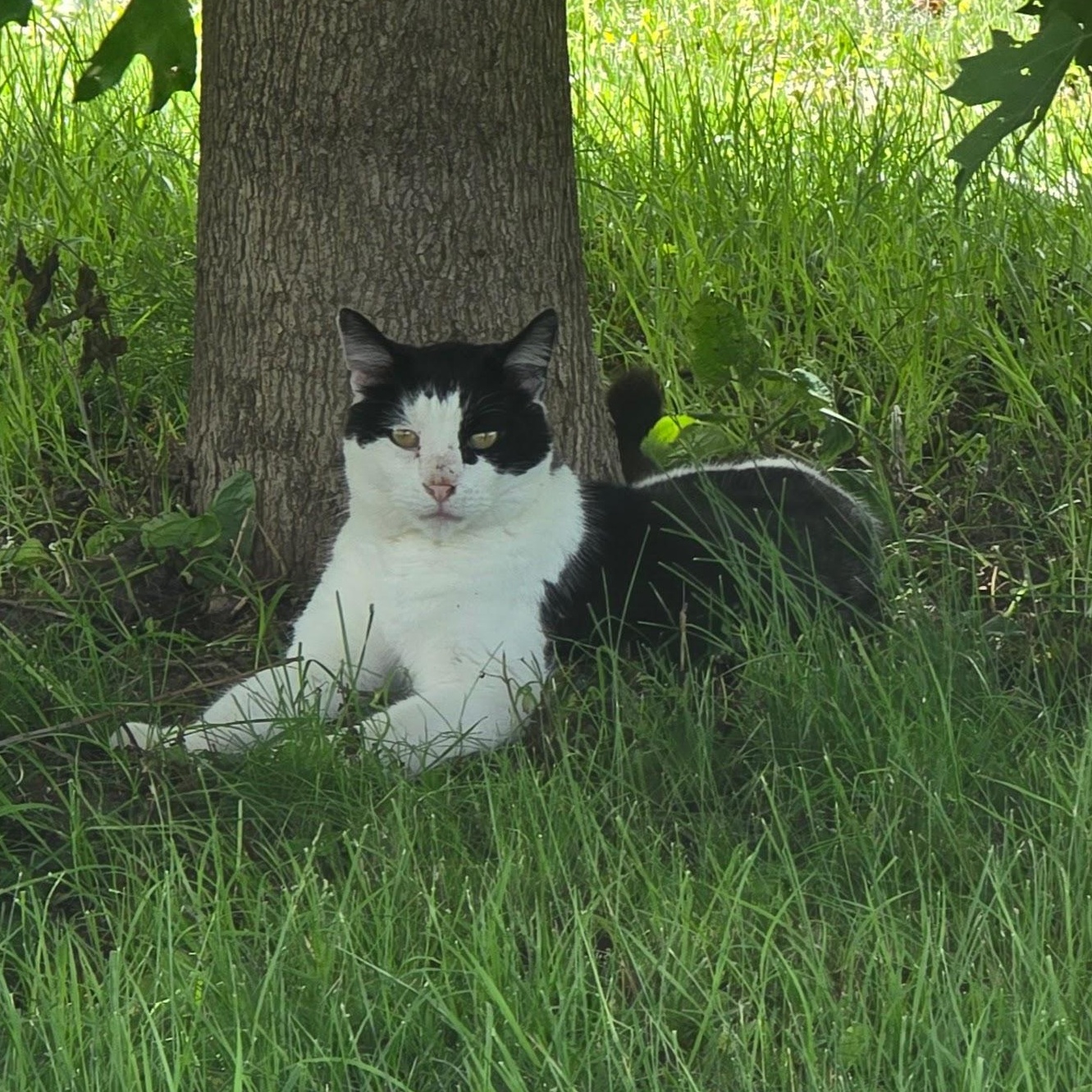 TUX, Adoptable, Senior Male Domestic Short Hair.