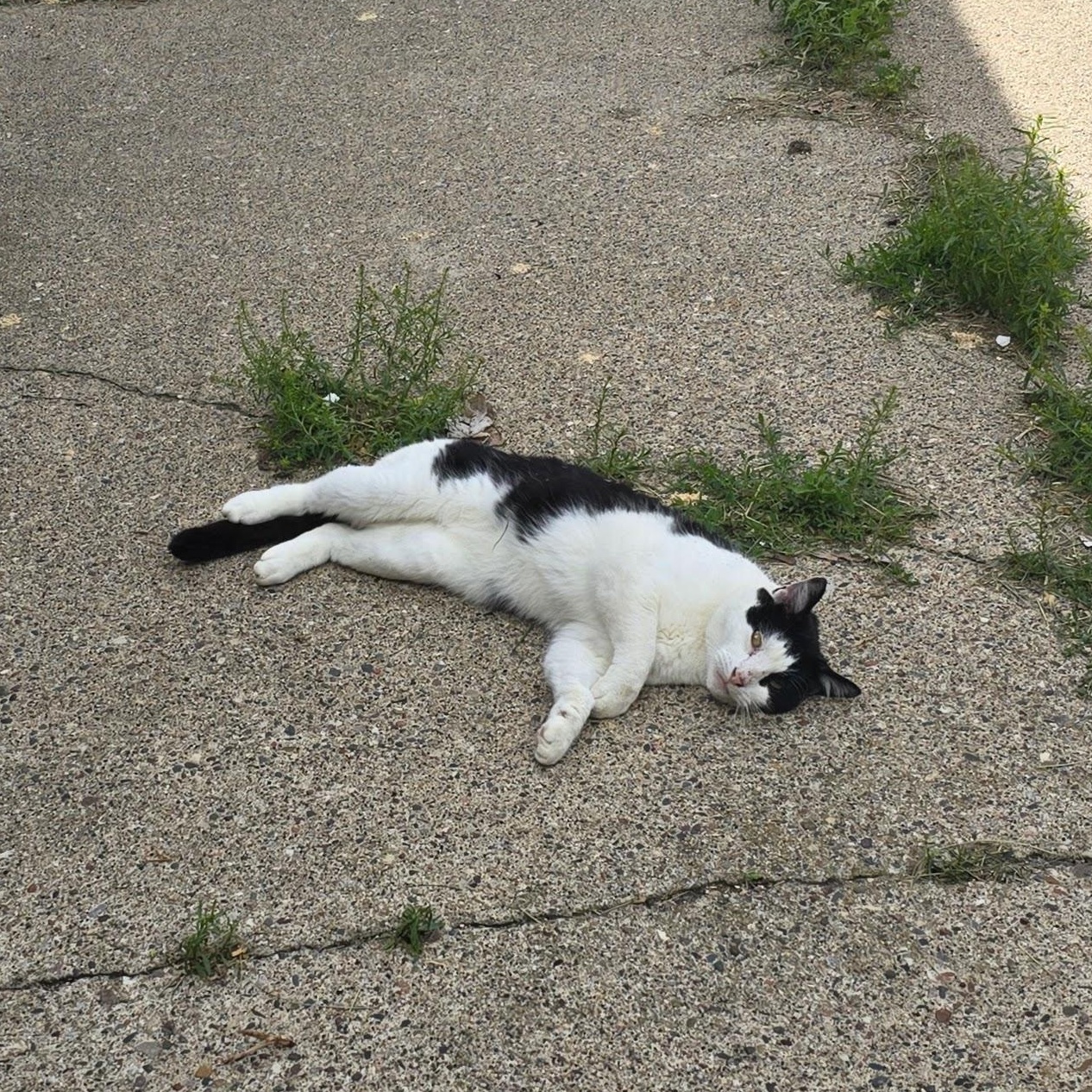 TUX, a Adoptable Domestic Short Hair in Lake City, MN image 3/4