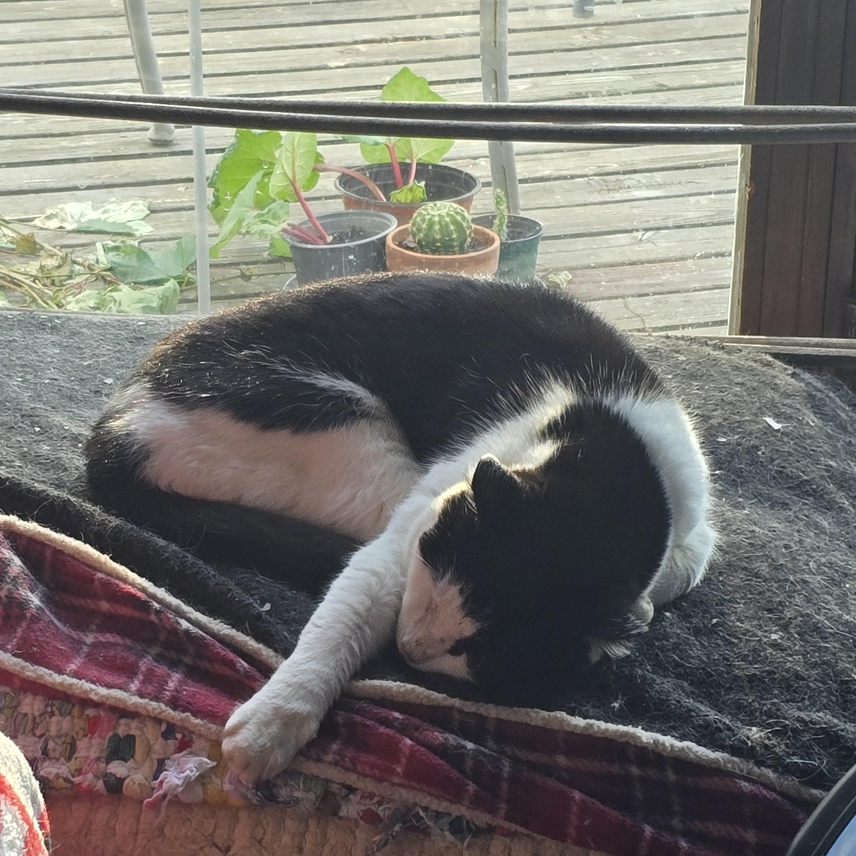 TUX, a Adoptable Domestic Short Hair in Lake City, MN image 2/4