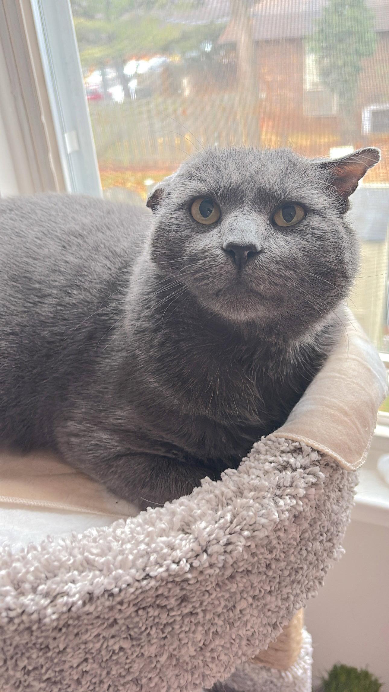 Basalt, a Adoptable Domestic Short Hair in Reston, VA image 1/3