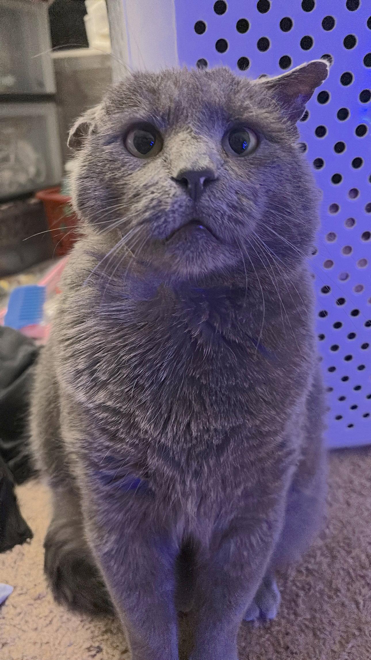Basalt, a Adoptable Domestic Short Hair in Reston, VA image 3/3