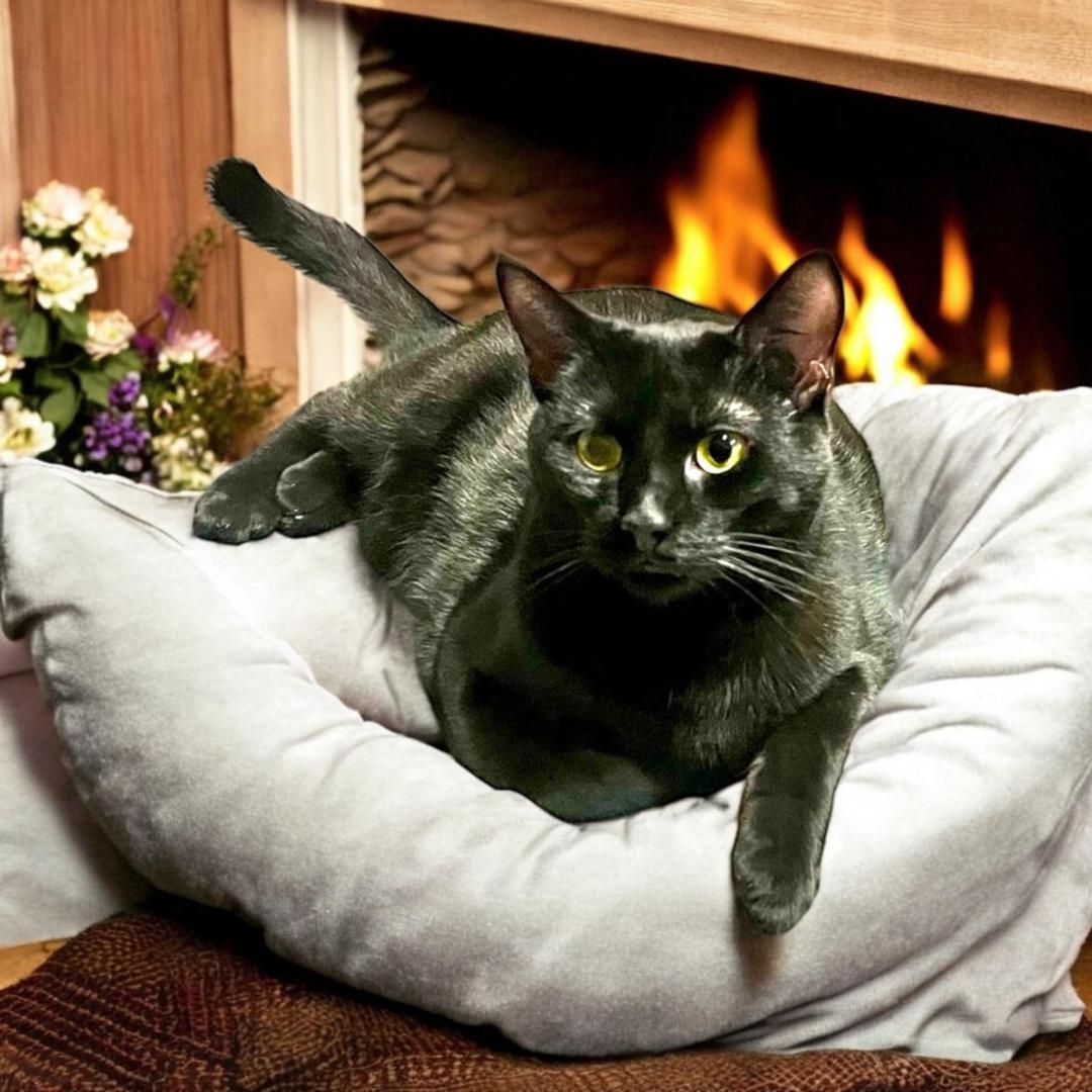 Rory, a Adoptable Domestic Short Hair in Gilroy, CA image 1/5