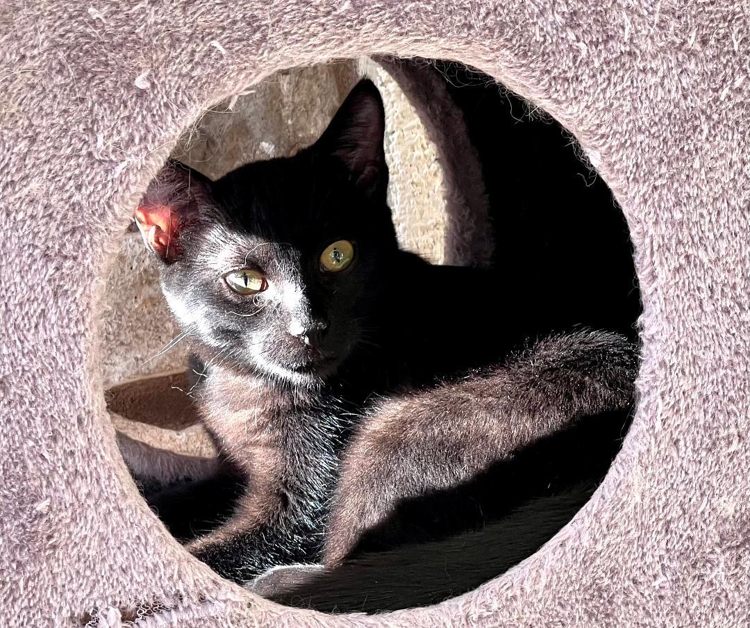 Rory, a Adoptable Domestic Short Hair in Gilroy, CA image 2/5