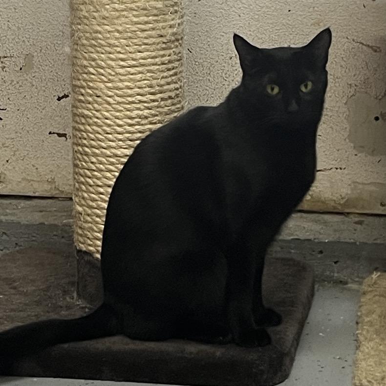 Rory, a Adoptable Domestic Short Hair in Gilroy, CA image 4/5