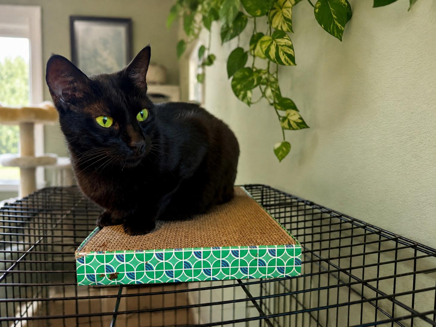 Rory, Adoptable, Young Male Domestic Short Hair.