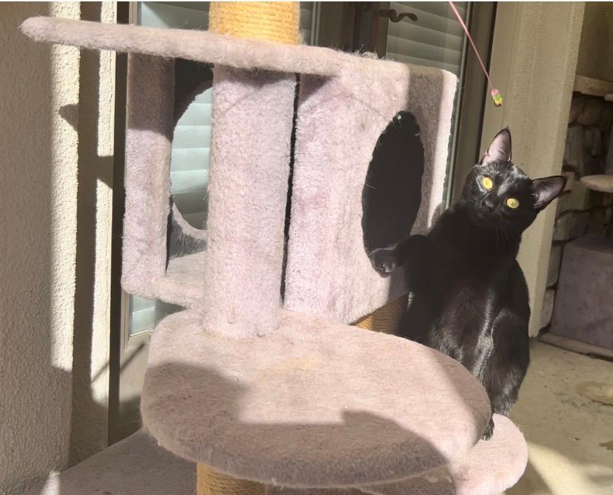 Rory, a Adoptable Domestic Short Hair in Gilroy, CA image 3/5