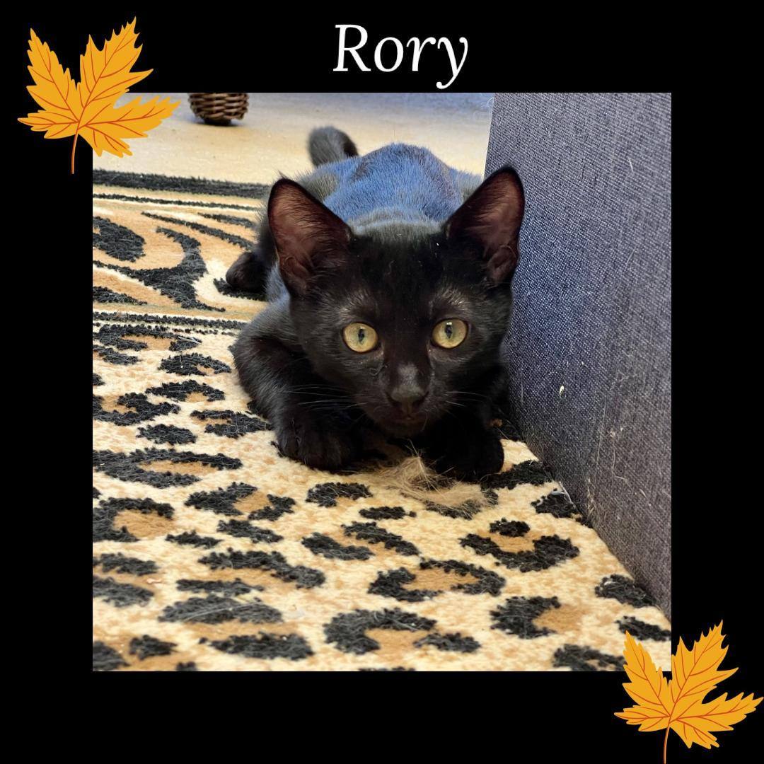 Rory, a Adoptable Domestic Short Hair in Gilroy, CA image 5/5