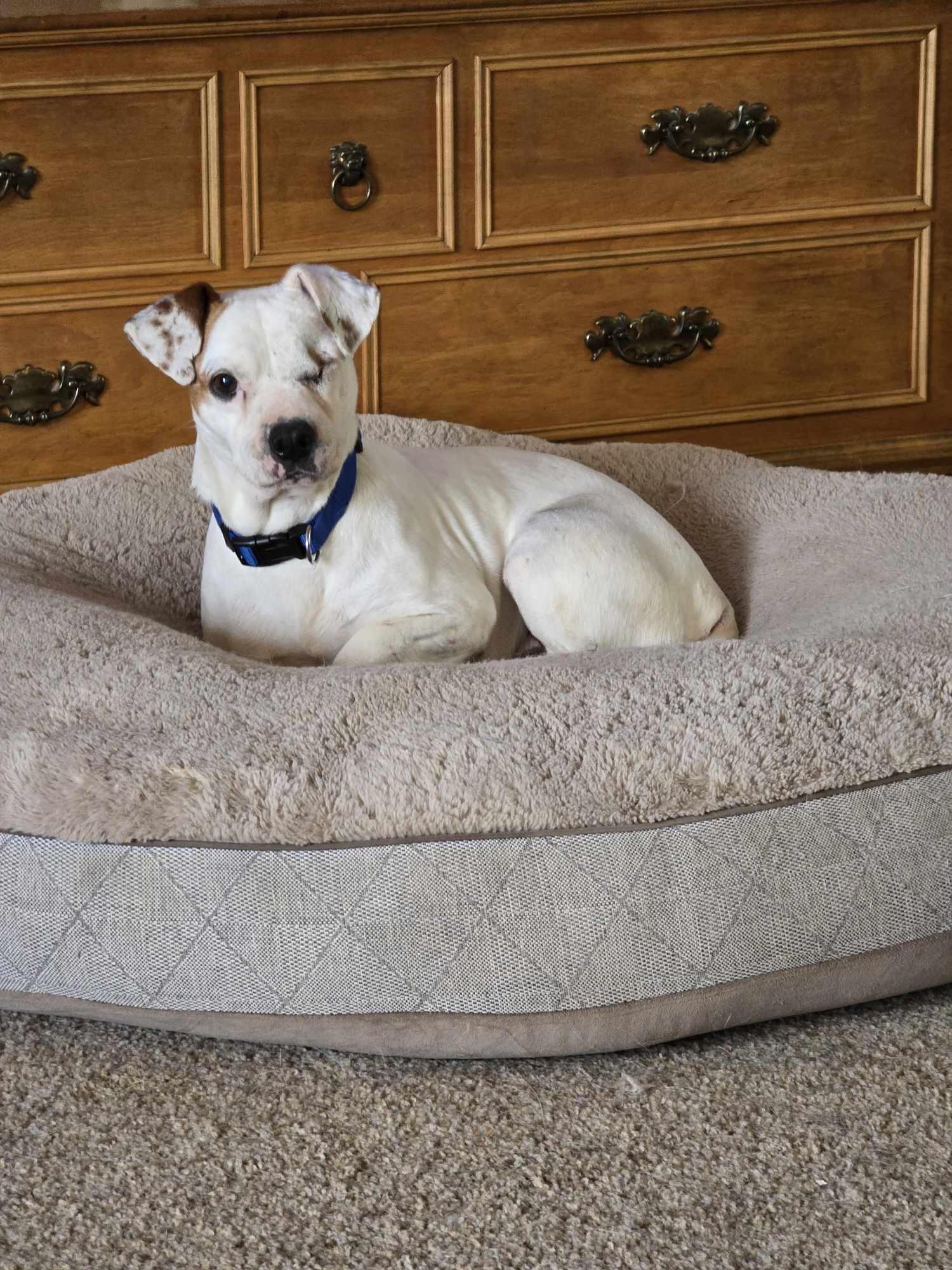 Enlarge Jack, an adopted mixed breed in Cincinnati, OH image 1/2