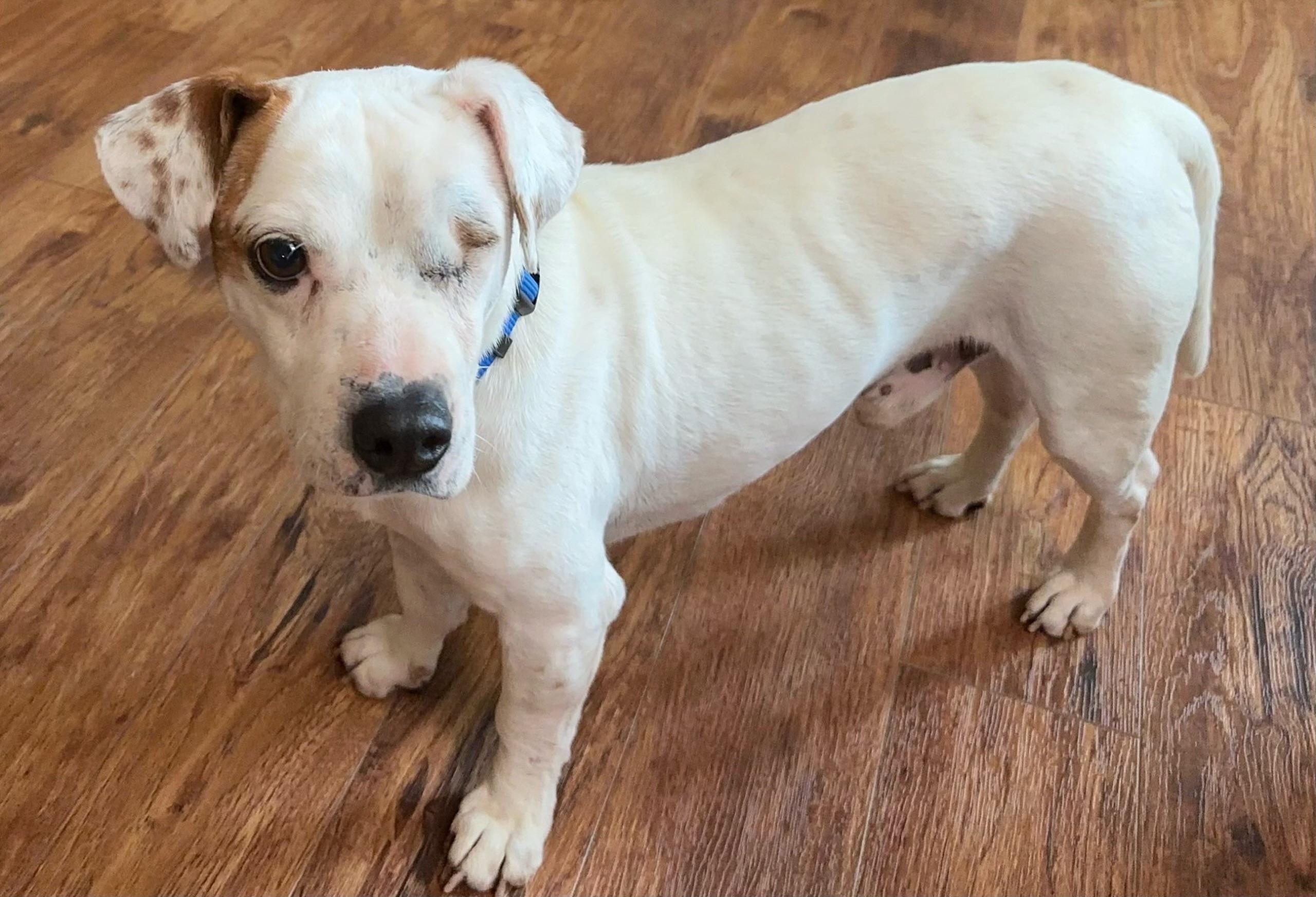 Enlarge Jack, an adopted mixed breed in Cincinnati, OH image 2/2