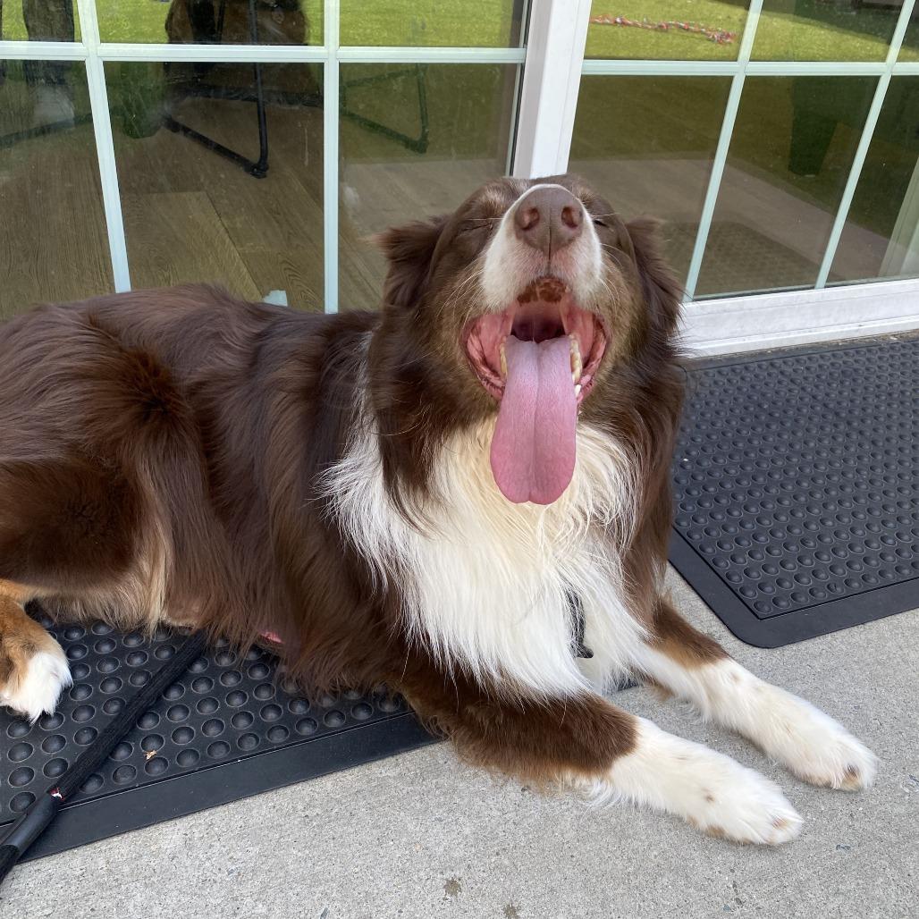 Hades, Adoptable, Adult Male Australian Shepherd.