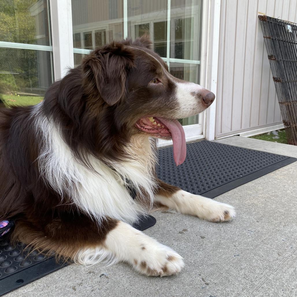 Hades, a Adoptable Australian Shepherd in Bedford, NH image 2/3