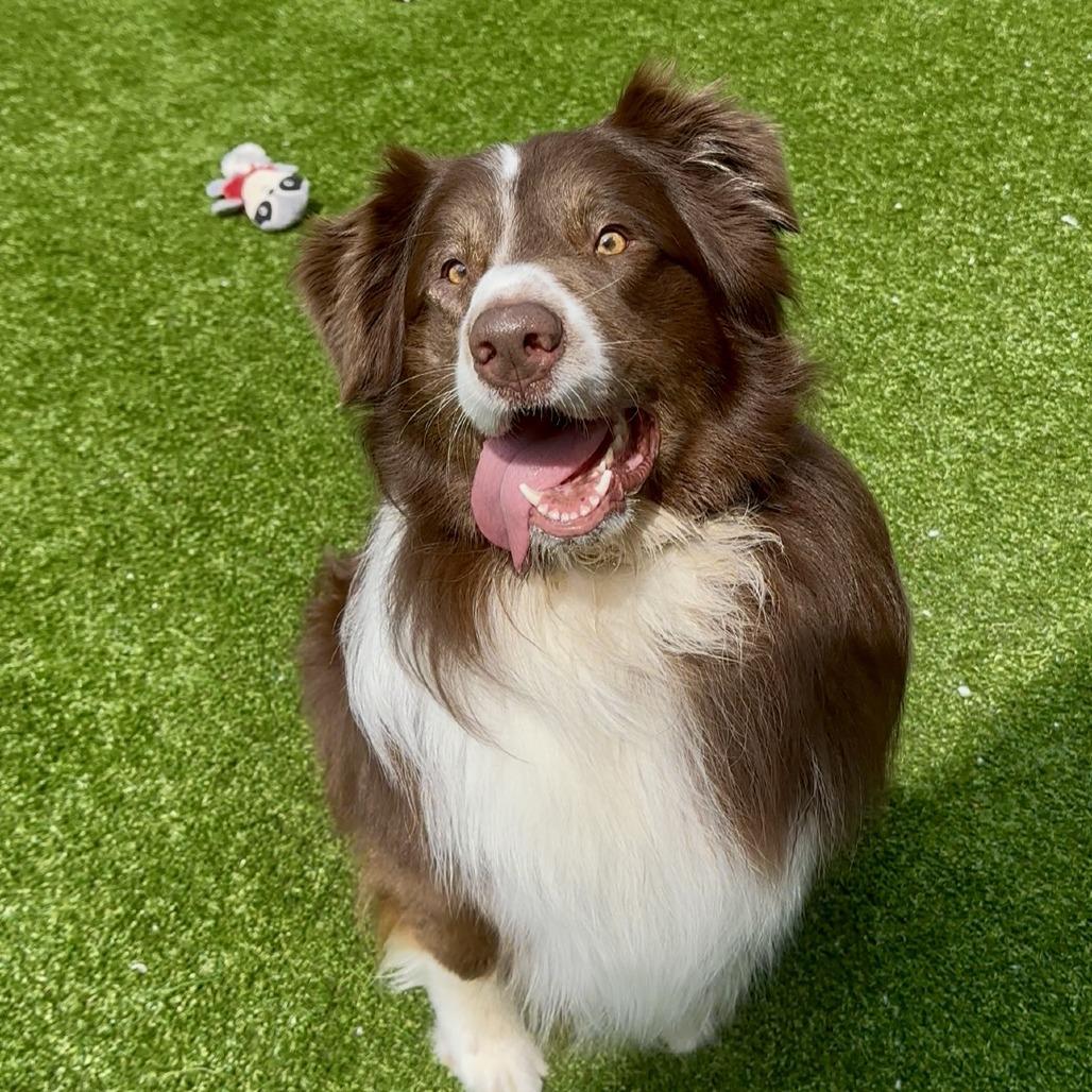 Hades, a Adoptable Australian Shepherd in Bedford, NH image 3/3