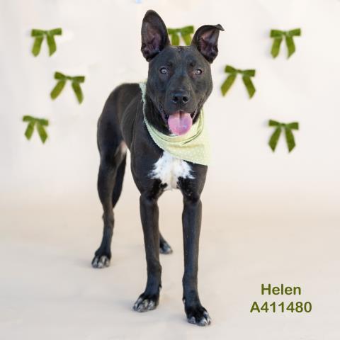 HELEN, Adoptable, Young Female Labrador Retriever & Mixed Breed.