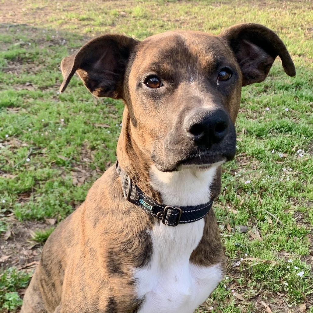 Roscoe, Adoptable, Young Male Boxer & Mixed Breed.
