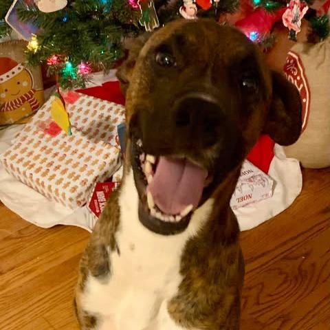 Roscoe, Adoptable, Young Male Boxer & Mixed Breed.