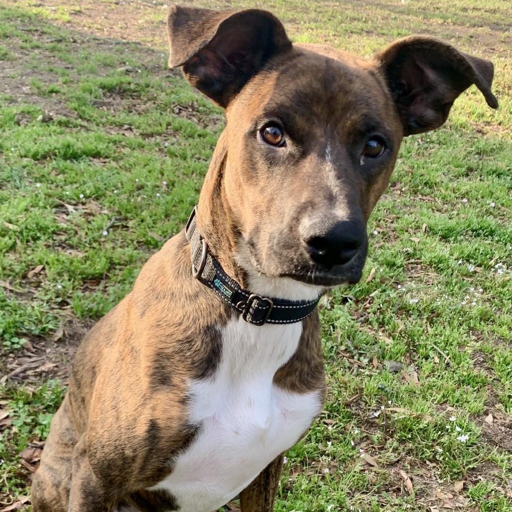 Roscoe, Adoptable, Adult Male Boxer & Mixed Breed.