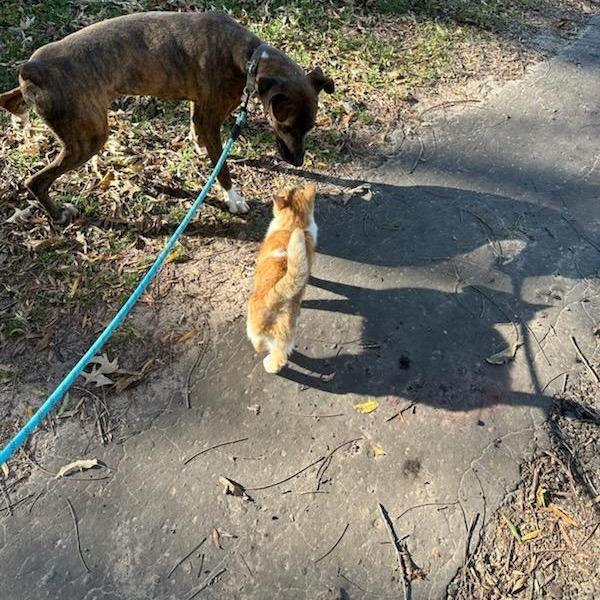 Roscoe, Adoptable, Young Male Boxer & Mixed Breed.