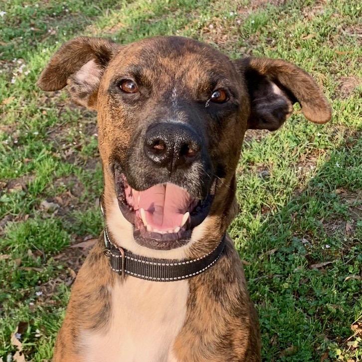 Enlarge Roscoe, a Adoptable mixed breed in Bloomington, MN image 2/6