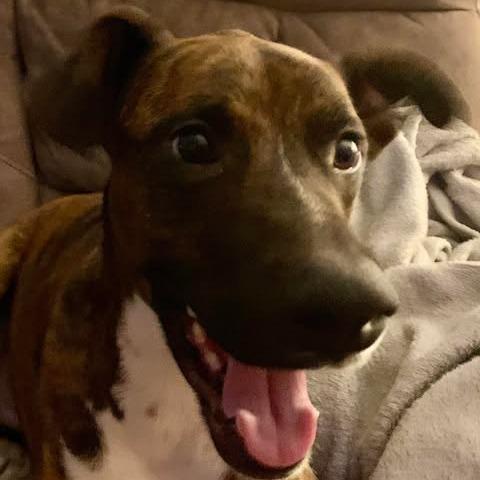 Enlarge Roscoe, a Adoptable mixed breed in Bloomington, MN image 3/6