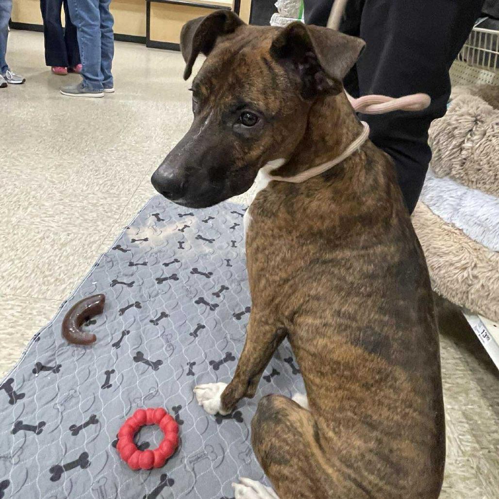 Enlarge Roscoe, a Adoptable mixed breed in Bloomington, MN image 4/6