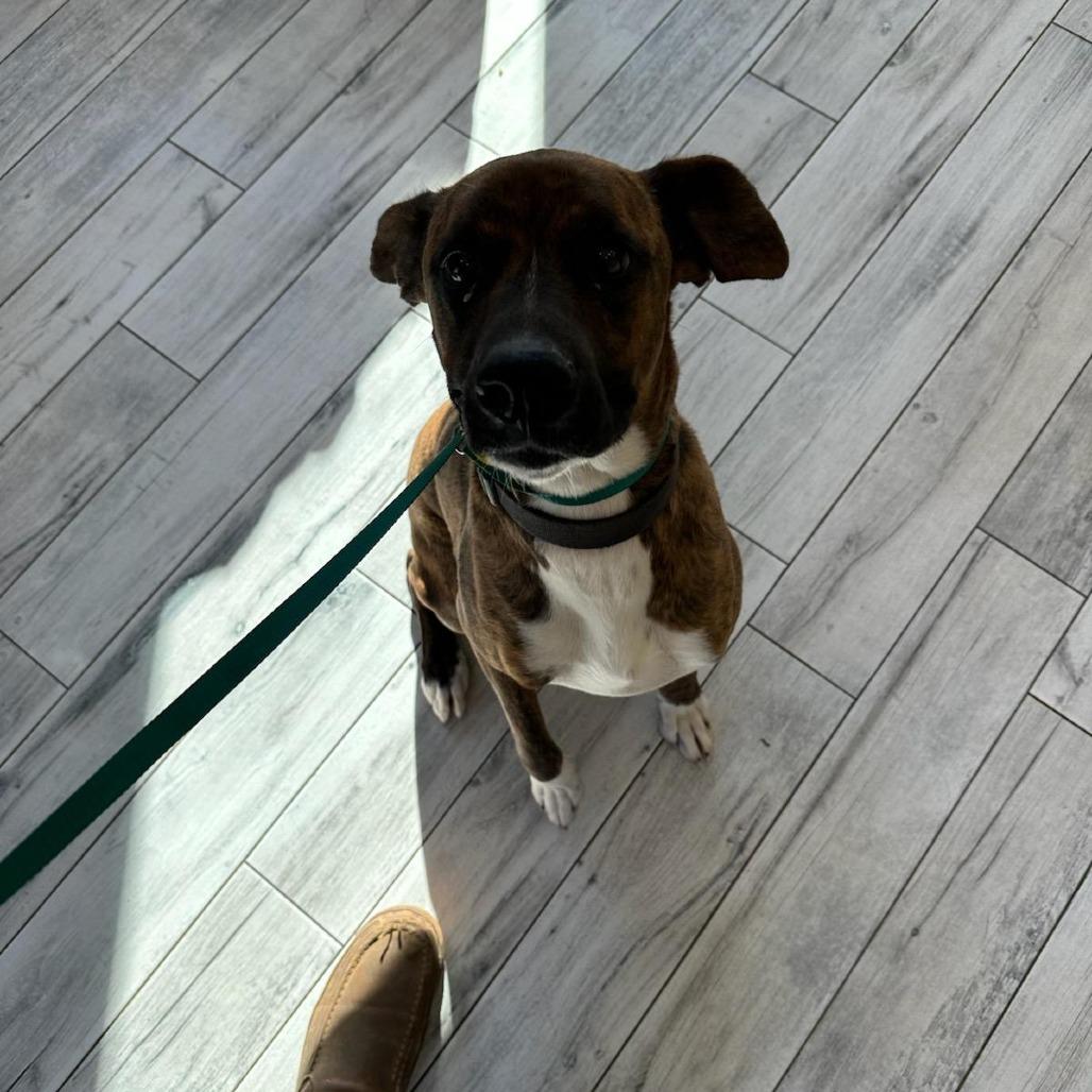 Roscoe, a Adoptable mixed breed in Bloomington, MN image 3/3